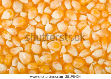 dry corn seeds  ear,  close up  macro surface top view  background