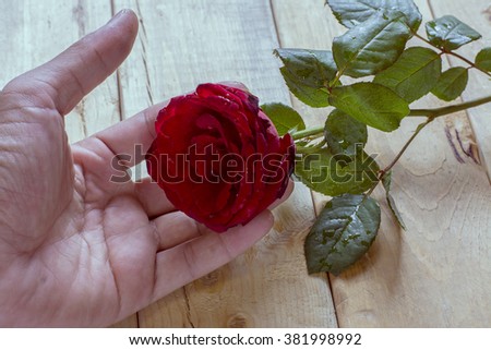 hand and rose.hand and rose on wooden.