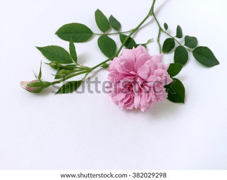 English  roses isolated on white background