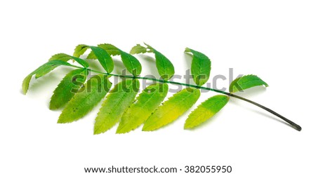 Rowan leaves isolated on white background