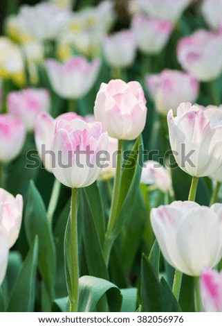 white and pink tulip flower, selective focus