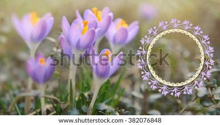 Spring Greeting card template with space for your text. background with purple flowers