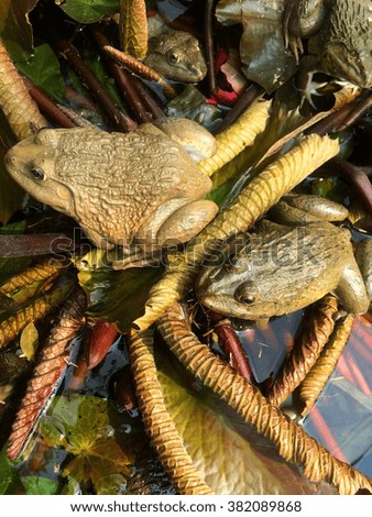 frog sits on a lotus leaf
