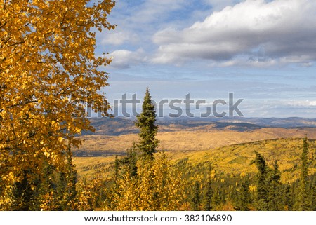 The gold autumn of Alaska.
