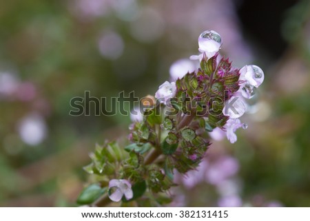 Water drops on a stem of thyme