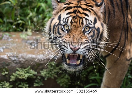 Sumatran Tiger Dilated Eyes Royalty-Free Stock Photo #382155469