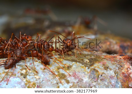 red ant teamwork in the nature motion blur
