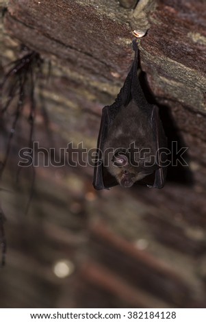 Close up small lesser horseshoe bat covered by wings, hanging upside down on top of cold brick arched cellar while hibernating. Creative wildlife photography. Creatively illuminated blurry background.