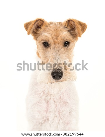 Adult fox terrier dog portrait isolated on a white background Royalty-Free Stock Photo #382199644