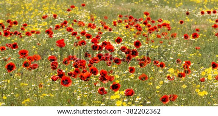 panorama red poppy flowers on the field with chamomile