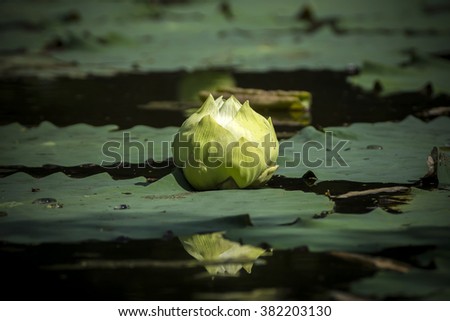 Green lotus flower. - magnolia lotus, album plenum. (Scientific name nelumbo nueifera gaertn)