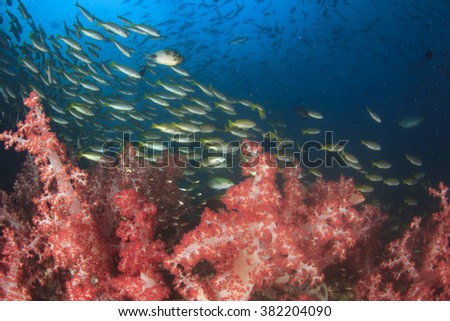 Healthy marine coral reef ecosystem with tropical fish in Similan Islands, Thailand