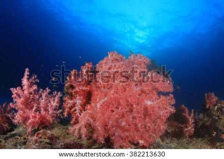 Coral reef underwater with clownfish (anemonefish) and sea anemone