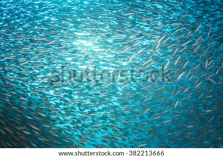 Sardines fish