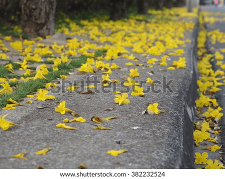Golden Tree , Tallow pui, Yellow flower fallen lying on the ground
