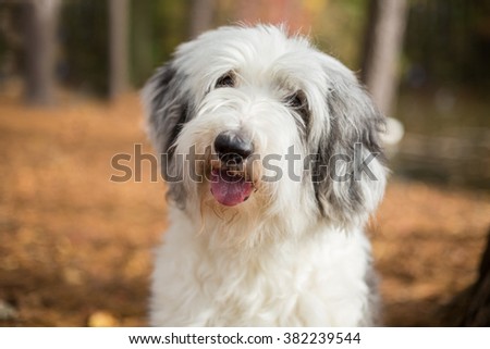 Shaggy white Old English Sheepdog dog smiles while walking in the woods Royalty-Free Stock Photo #382239544