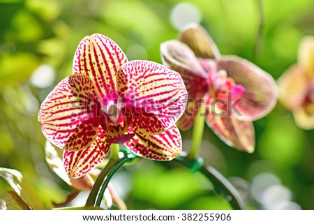 Pink and yellow Phalaenopsis orchids hybrid at Royal Rajchapuak Park, Chiangmai Thailand Thai orchids