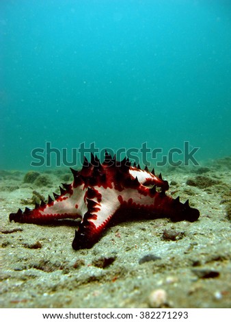 thorny sea star at bottom of the sea