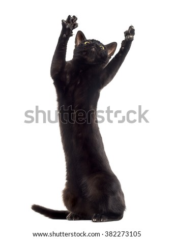 Black cat kitten playing on his hind legs and pawing up, isolated on white