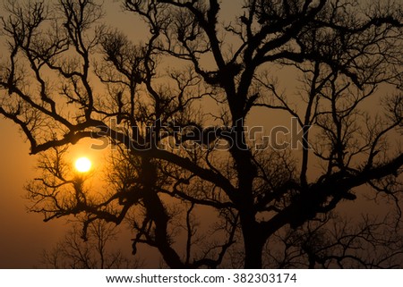 Sunrise with dead trees at Thailand