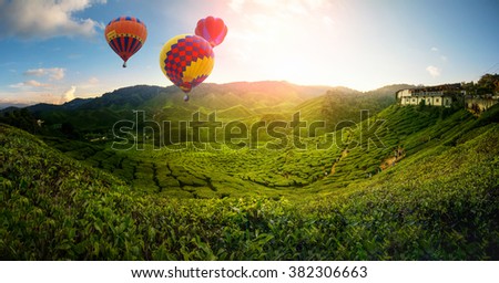 Tea plantation in Cameron highlands, Malaysia Royalty-Free Stock Photo #382306663