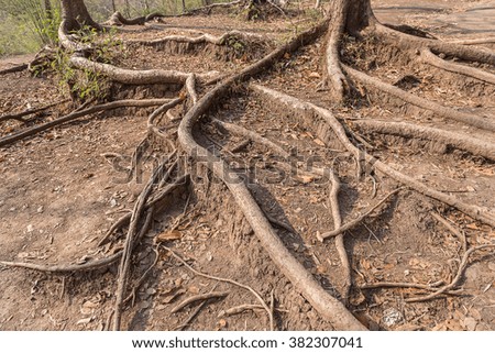 Long root of tree adhere on the way up to Phukradueng national park of Loei, Thailand. 