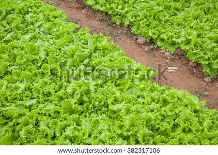 Vegetable garden salad.