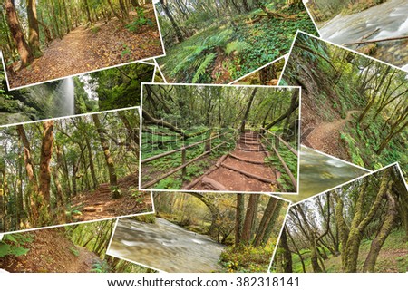 Beutiful pile collage of rainforest pictures. Version 3.