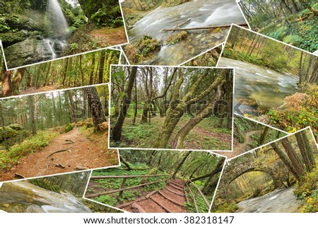 Beutiful pile collage of rainforest pictures. Version 4.