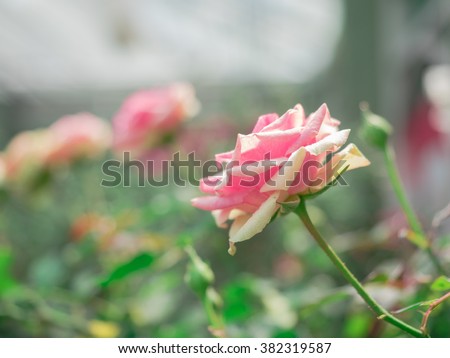 Beautiful flowers and green background.
