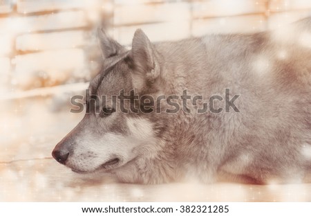 Portrait of wolf on snow background. Digital retouch. Warm tone.