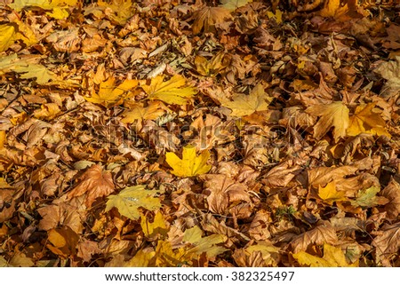 Beautiful bright yellow carpet of fallen leaves. Autumn in the city park. Colorful bright background of yellow autumn leaves for autumn design