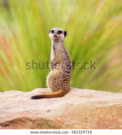 A meerkat, perched on a rock