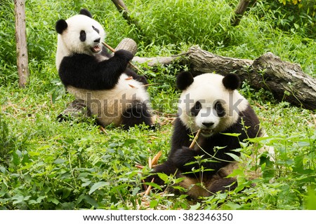 Two pandas has lunch, Giant Panda Breeding Research Base (Xiongmao Jidi), Chengdu, China