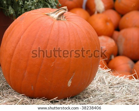One big pumpkin in the foreground of many pumpkins