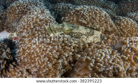 A grouper hides in the anemones in the Bazaruto Island, in Mozambique