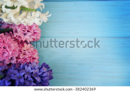 Fresh flowers hyacinths . Spring concept.