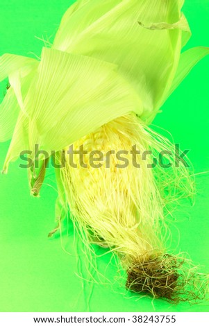 Picture of corncob with leaves and corn silk on green background.