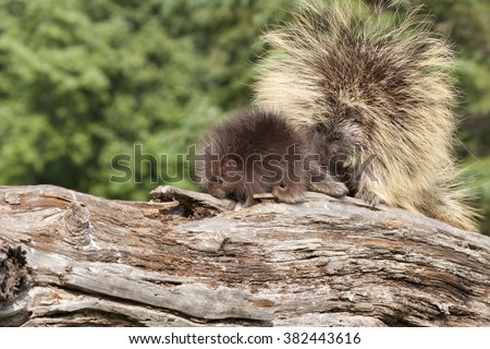 Porcupine Mom and Baby