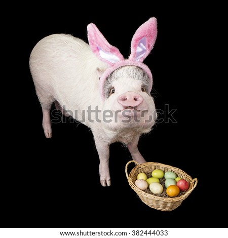 Funny photo of a pet pig wearing Easter BUnny ears with a basket of colorful eggs