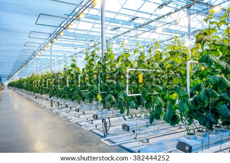 Green crop in modern greenhouse Royalty-Free Stock Photo #382444252