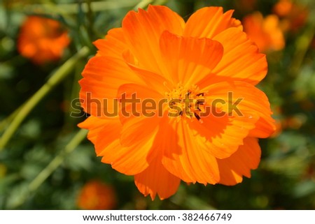 fresh orange cosmos full bloom on sunshine in the field good texture of layer petal Thailand farm