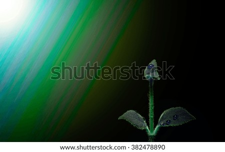 abstract flower background.
