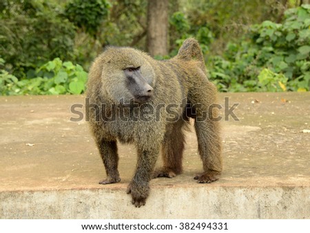Male baboon greeting visitors to the Serengeti National Park