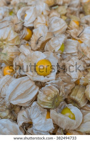 Berries of a Cape gooseberry, fresh fruit sour and sweet for backgrounds