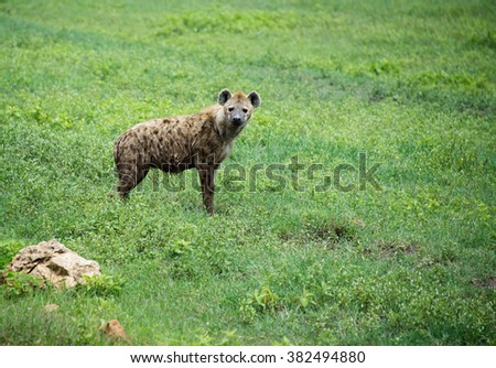 Spotted hyena watches alertly in Serengeti plains