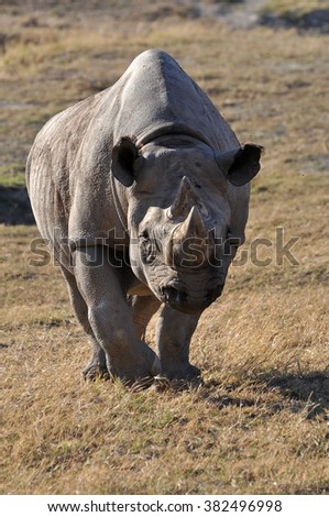 White rhino approaching
