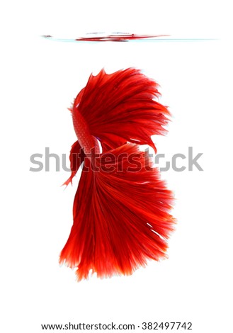 Red siamese fighting fish, betta fish isolated on white background. 
