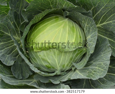 Head of cabbage. Ingredients for salad. Clipping Path.