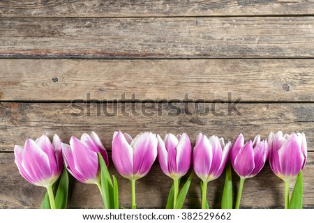 Lovely tulip flowers on wooden backdrop, holiday postcard